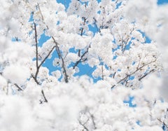 SAKURA 17, 4-173 – Risaku Suzuki, Nature, Tree, Sky, Spring, Cherry Blossom, Art