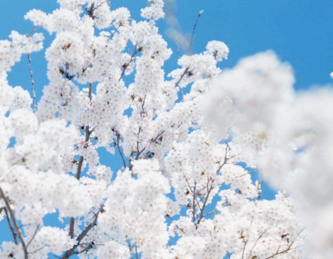 SAKURA 17, 4-173 - Risaku Suzuki, Natura, Albero, Cielo, Primavera, Fiori di ciliegio, Arte in vendita 3