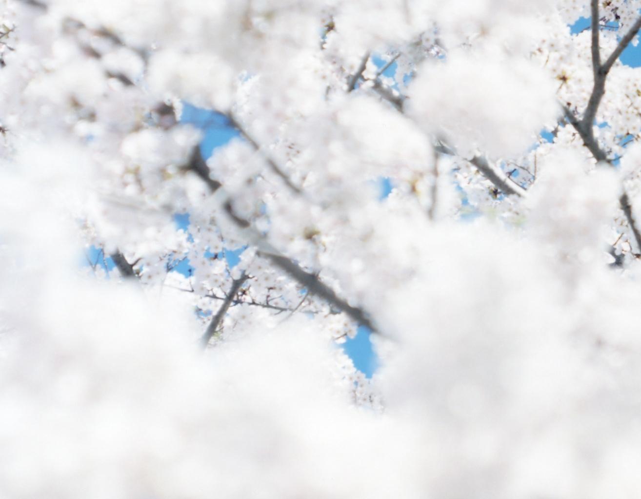 SAKURA 17, 4-173 – Risaku Suzuki, Nature, Tree, Sky, Spring, Cherry Blossom, Art For Sale 2