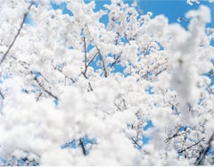 SAKURA 17, 4-173 – Risaku Suzuki, Nature, Tree, Sky, Spring, Cherry Blossom, Art