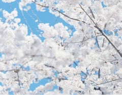 SAKURA 17, 4-179 – Risaku Suzuki, Nature, Tree, Sky, Spring, Cherry Blossom, Art