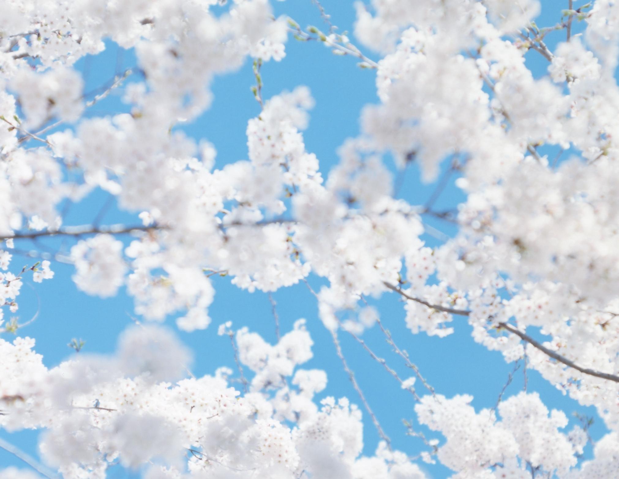 SAKURA 17, 4-179 – Risaku Suzuki, Nature, Tree, Sky, Spring, Cherry Blossom, Art For Sale 1