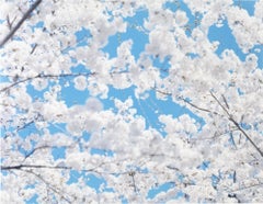 SAKURA 17, 4-179 – Risaku Suzuki, Nature, Tree, Sky, Spring, Cherry Blossom, Art