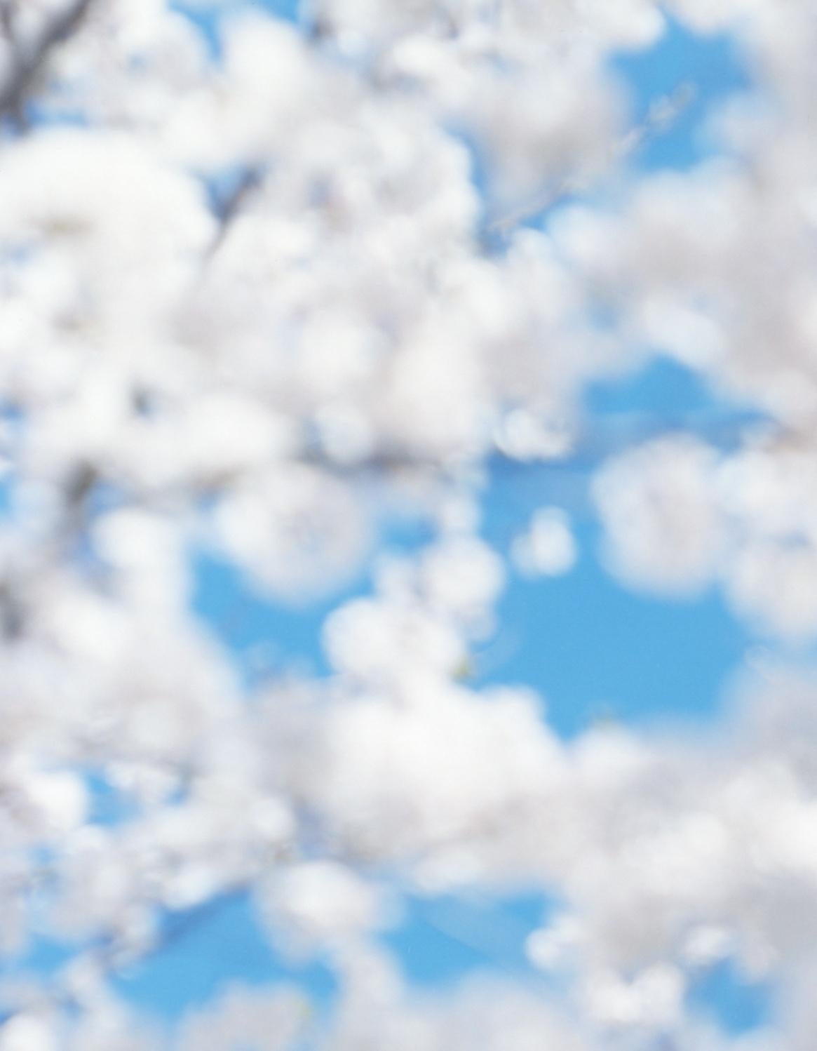 SAKURA 17, 4-181 – Risaku Suzuki, Nature, Tree, Sky, Spring, Cherry Blossom, Art For Sale 1