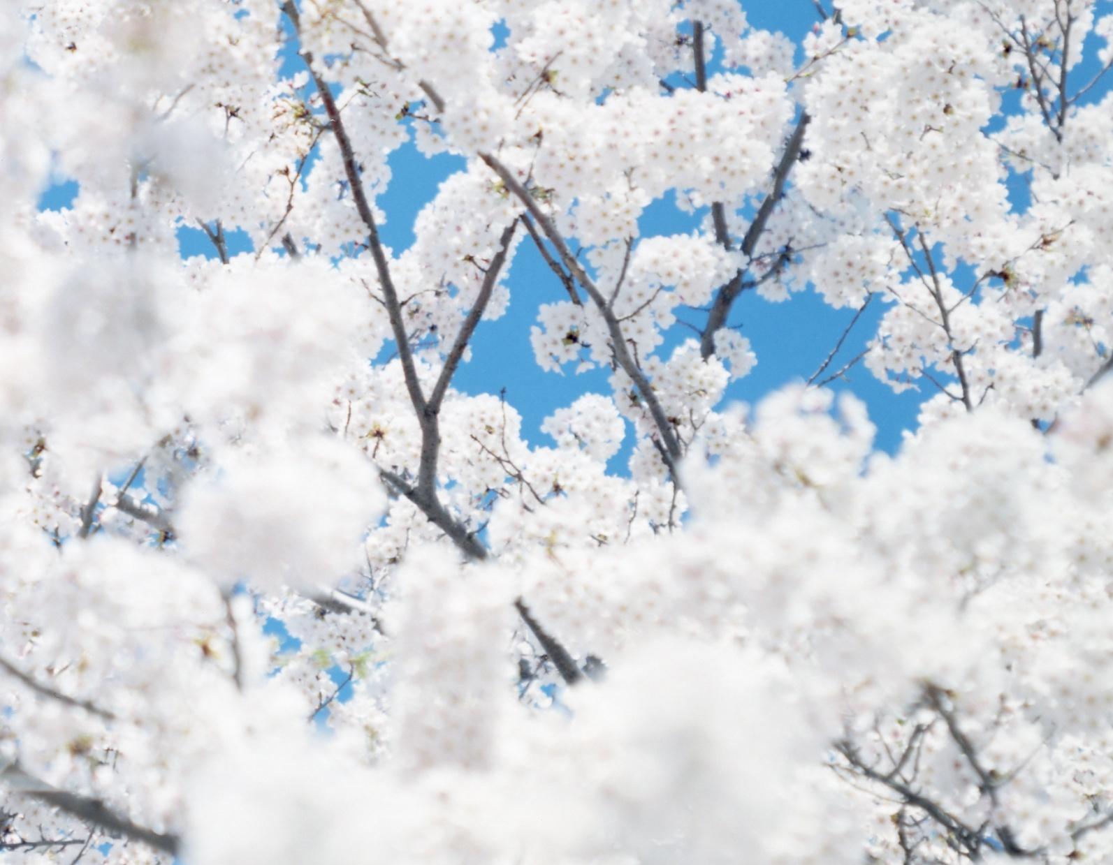 sky spring cherry blossom chair