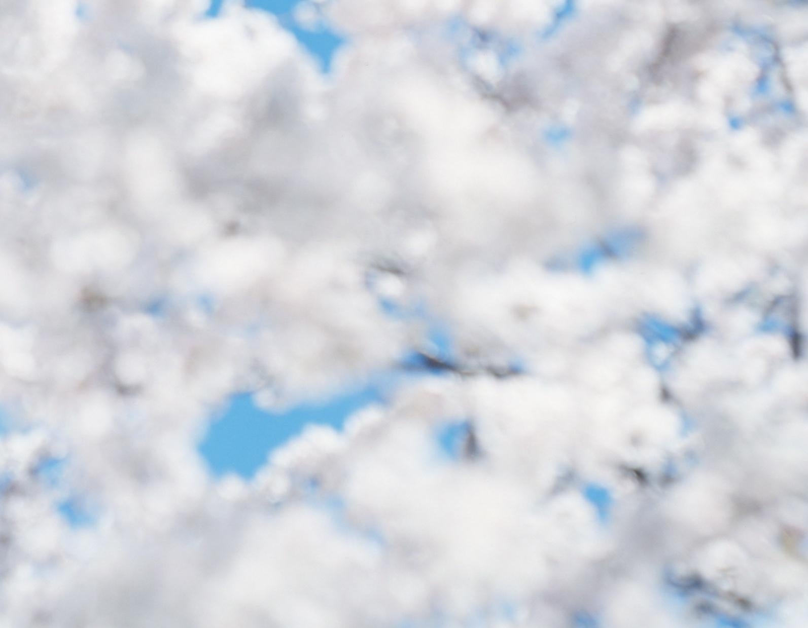 SAKURA 17, 4-181 – Risaku Suzuki, Nature, Tree, Sky, Spring, Cherry Blossom, Art For Sale 2