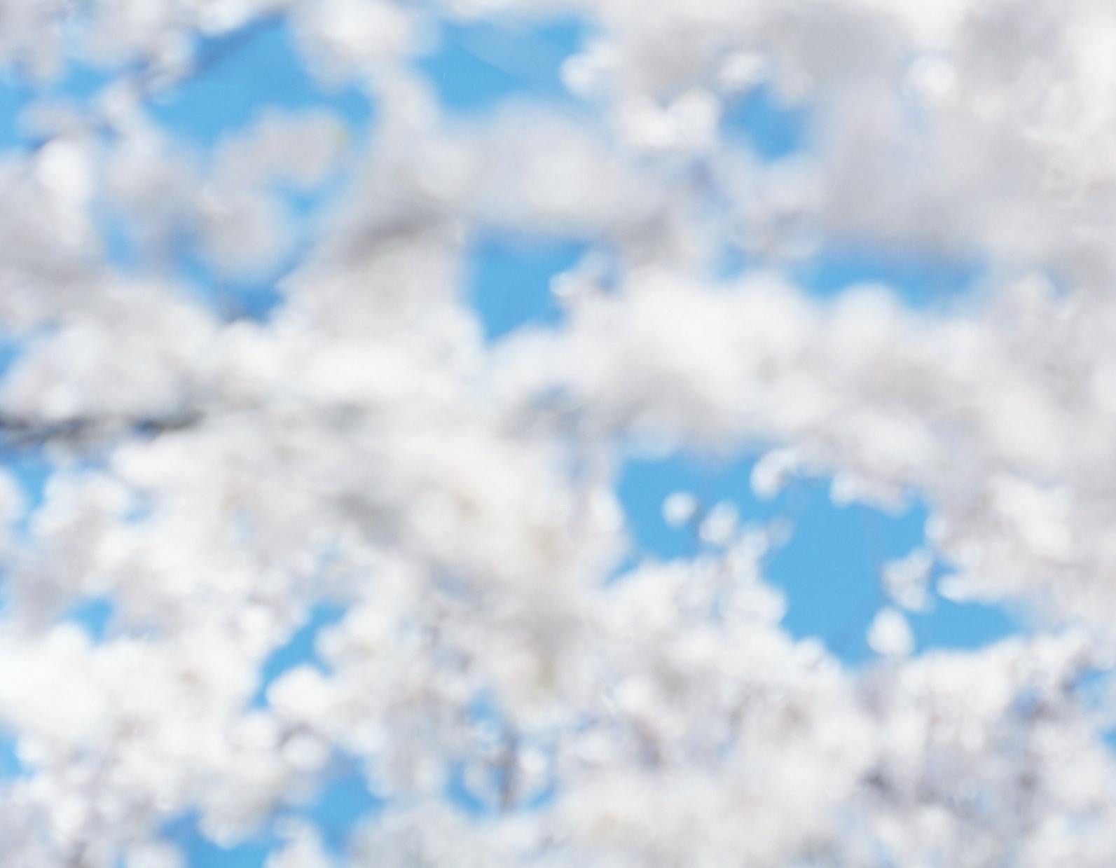 SAKURA 17, 4-181 – Risaku Suzuki, Nature, Tree, Sky, Spring, Cherry Blossom, Art For Sale 3