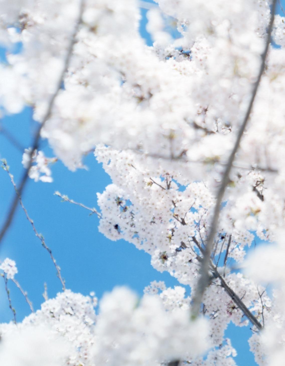 SAKURA 17,4-181 - Risaku Suzuki, Nature, Arbre, Ciel, Printemps, Cerisier en fleurs, Art en vente 3