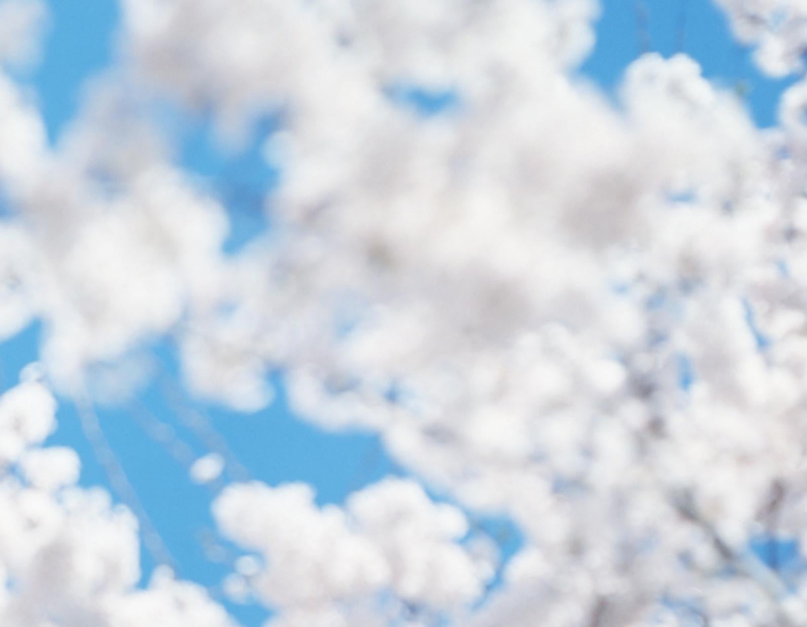 SAKURA 17, 4-181 – Risaku Suzuki, Nature, Tree, Sky, Spring, Cherry Blossom, Art For Sale 4