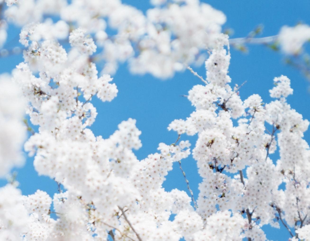 SAKURA 17, 4-181 – Risaku Suzuki, Nature, Tree, Sky, Spring, Cherry Blossom, Art For Sale 1