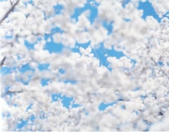 SAKURA 17,4-181 – Risaku Suzuki, Nature, Tree, Sky, Spring, Cherry Blossom, Art