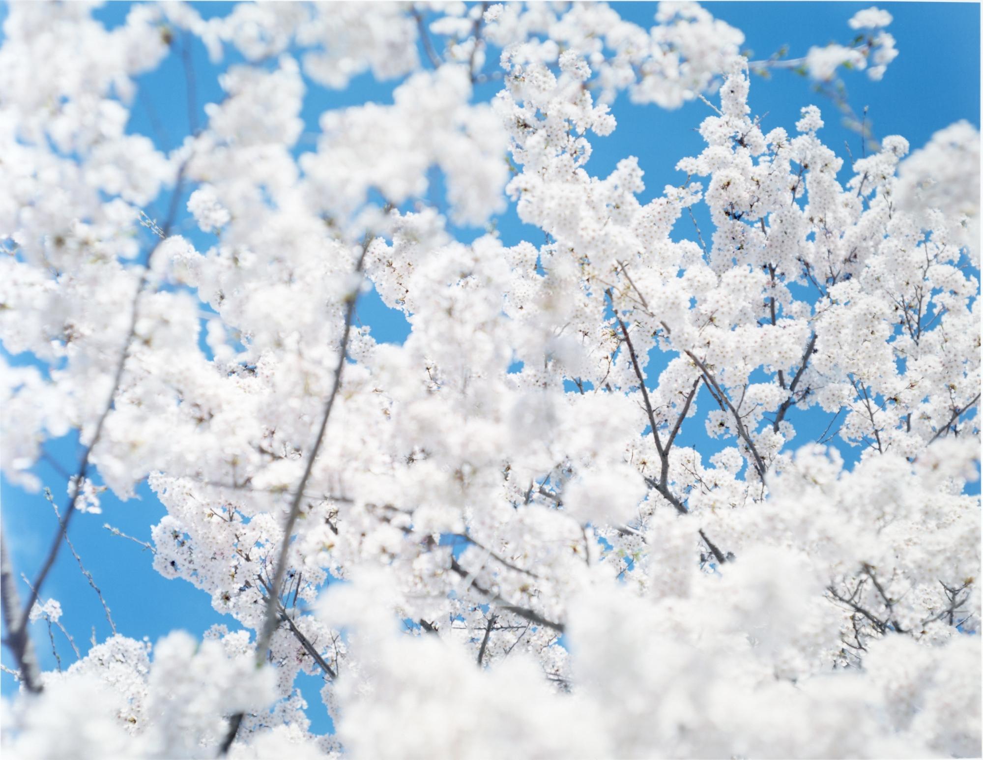 SAKURA 17, 4-181 – Risaku Suzuki, Nature, Tree, Sky, Spring, Cherry Blossom, Art