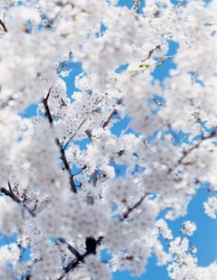 SAKURA 17, 4-200 – Risaku Suzuki, Nature, Tree, Sky, Spring, Cherry Blossom, Art