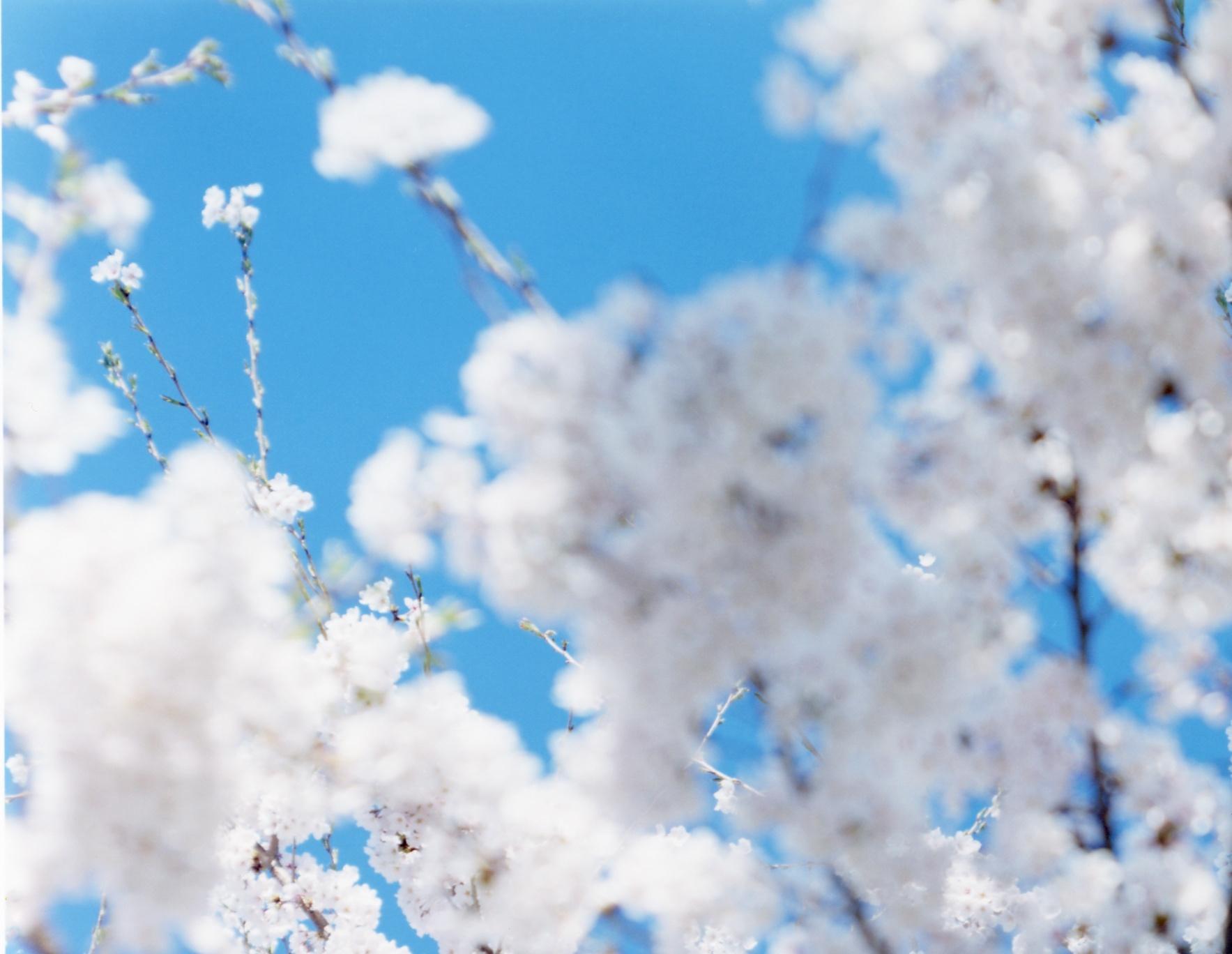 SAKURA 17, 4-200 - Risaku Suzuki, Natura, Albero, Cielo, Primavera, Fiori di ciliegio, Arte in vendita 3
