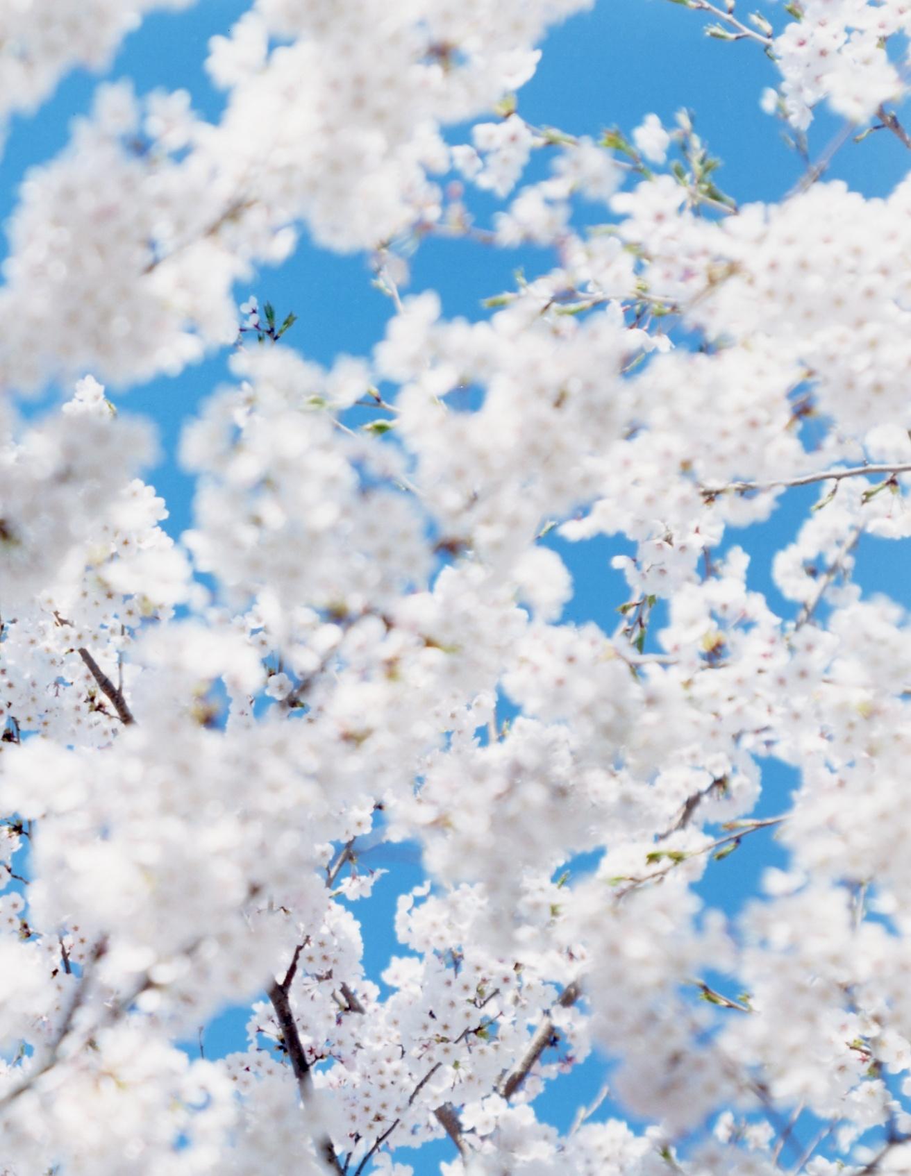 SAKURA 17, 4-200 – Risaku Suzuki, Nature, Tree, Sky, Spring, Cherry Blossom, Art For Sale 1