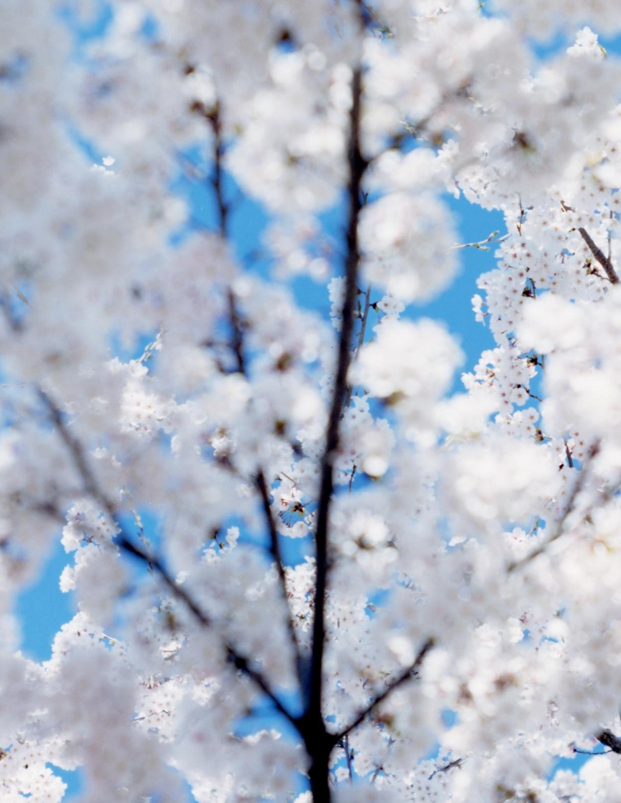 SAKURA 17, 4-200 – Risaku Suzuki, Nature, Tree, Sky, Spring, Cherry Blossom, Art For Sale 2