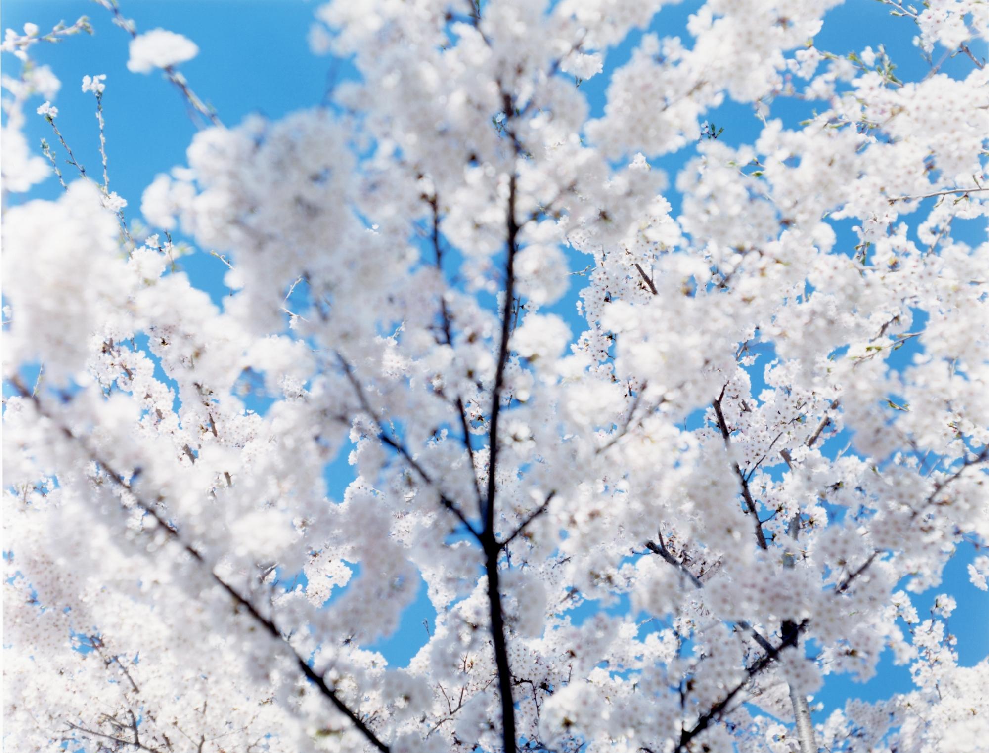 sky spring cherry blossom chair