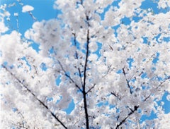 SAKURA 17, 4-200 – Risaku Suzuki, Nature, Tree, Sky, Spring, Cherry Blossom, Art