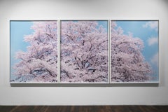 SAKURA 19, 4-357, 358, 359, 2019 – Risaku Suzuki, Cherry blossom, Spring, Japan