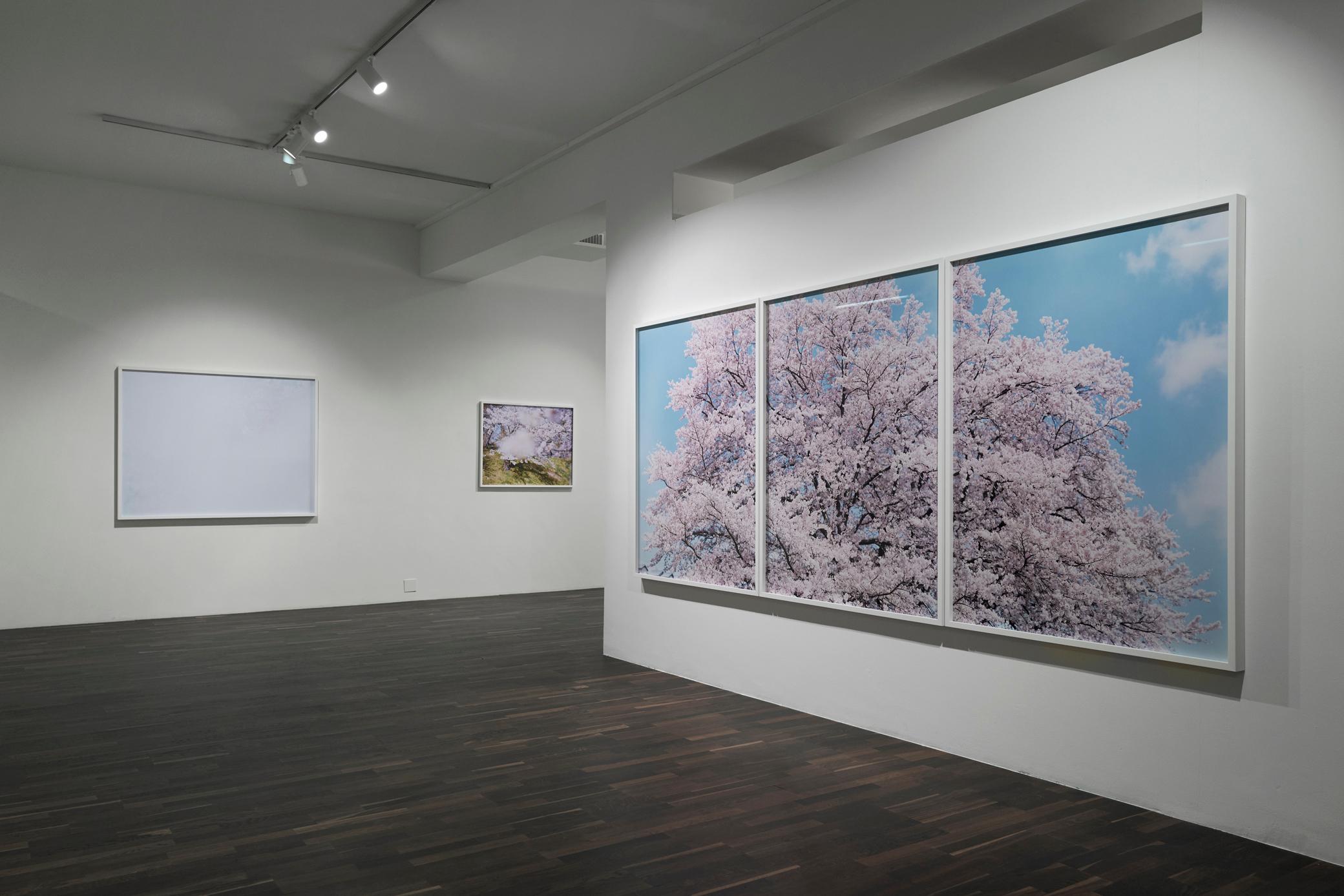 RISAKU SUZUKI (*1963, Japan)
SAKURA 19,4-357, 358, 359 (Triptych)
2019
Chromogenic print
(3x) Sheets 155 x 120 cm (61 x 47 1/4 in.)
Overall 155 x 360 cm (61 x 141 3/4 in.)
Edition of 5, plus 1 AP; Ed. no. 2/5
Framed

This photograph belongs to the