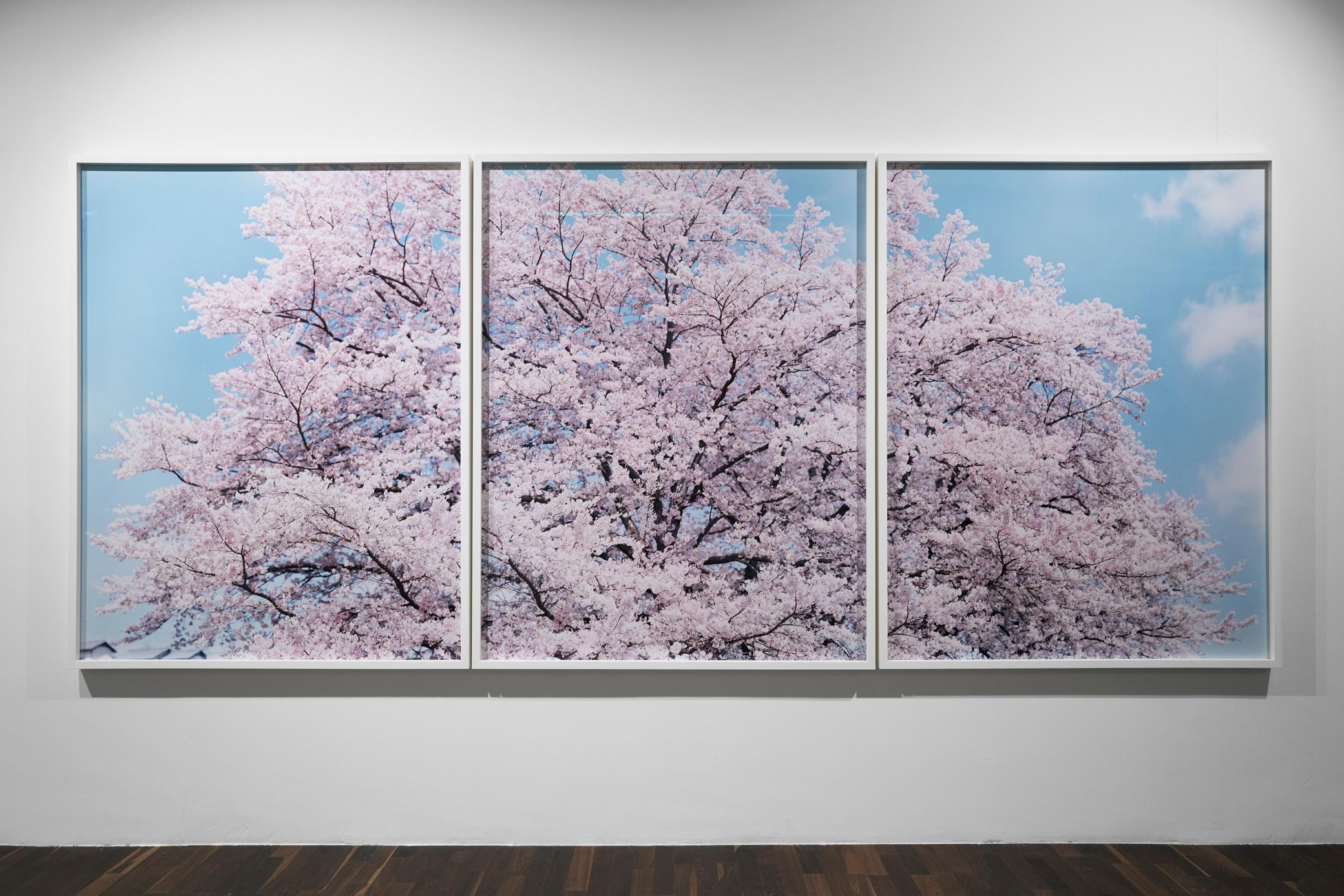 SAKURA 19, 4-357, 358, 359, 2019 – Risaku Suzuki, Cherry blossom, Spring, Japan 1