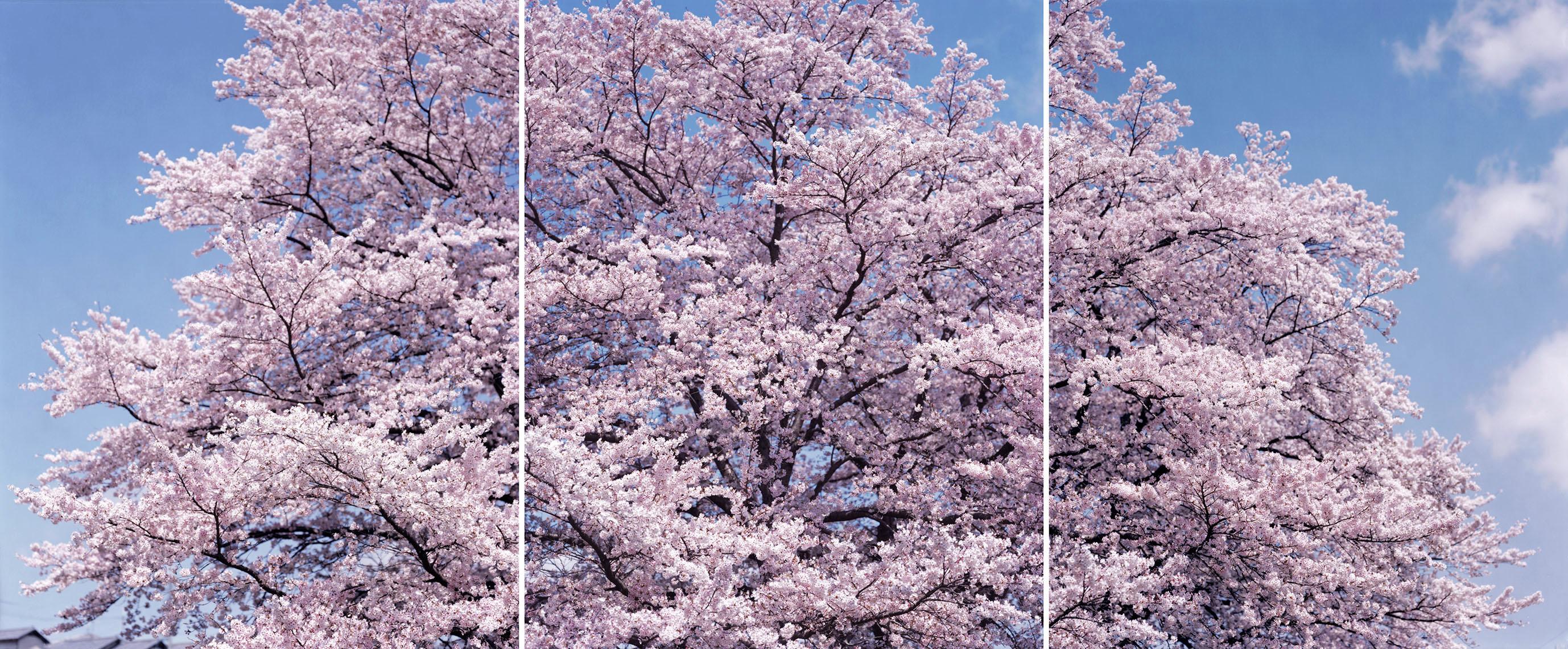 RISAKU SUZUKI (*1963, Japon)
SAKURA 19,4-357, 358, 359 (Triptyque)
2019
Tirage chromogène
(3x) Feuilles 155 x 120 cm (61 x 47 1/4 in.)
Ensemble 155 x 360 cm (61 x 141 3/4 in.)
Edition de 5, plus 1 AP ; Ed. no. 2/5
Encadré
Un Label signé par