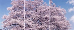 SAKURA 19, 4-357, 358, 359, 2019 – Risaku Suzuki, Cherry blossom, Spring, Japan