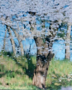 SAKURA 21, 4-570 - Risaku Suzuki, Natura, Primavera, Fiori di ciliegio, Sakura, Giappone