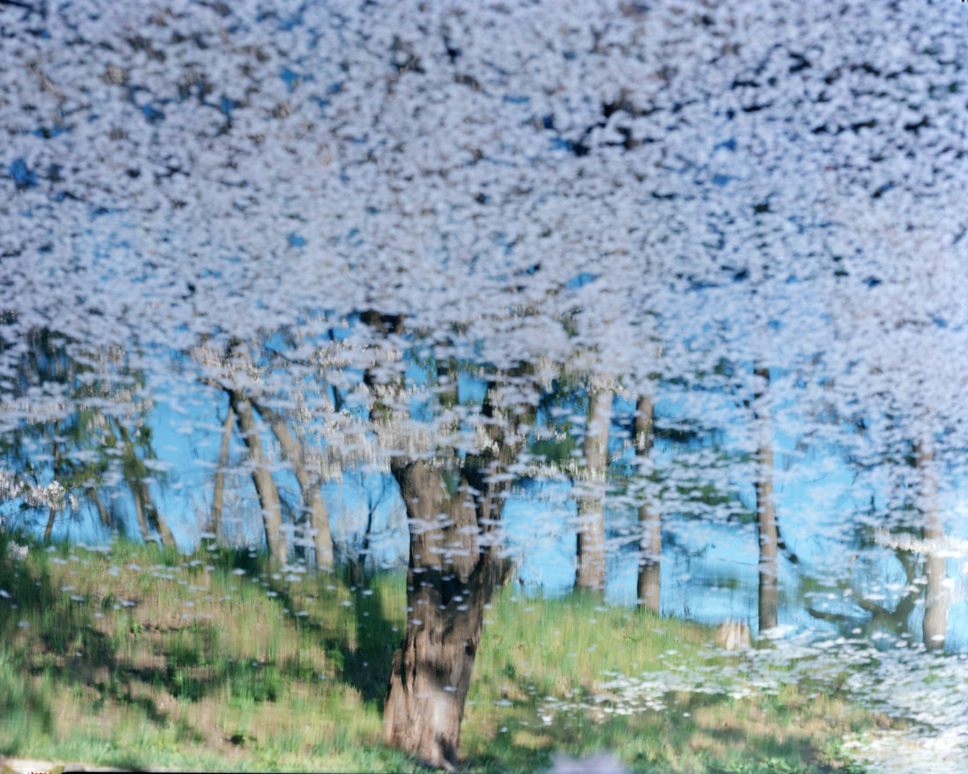 SAKURA 21, 4-570 - Risaku Suzuki, Natur, Frühling, Kirschblüte, Sakura, Japan