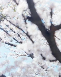 SAKURA 21, 4-585 - Risaku Suzuki, Natura, Primavera, Ciliegi in fiore, Sakura, Giappone