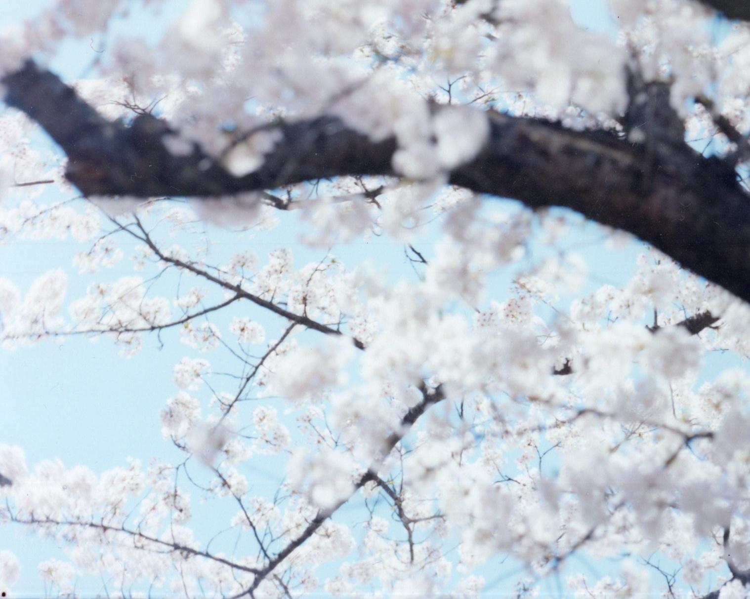 RISAKU SUZUKI (*1963, Japan)
SAKURA 10,4-64
2021
Chromogenic print
Sheet 120 x 150 cm (47 1/4 x 59 1/8 in.) 
Edition of 5; Ed. no. 1/5
Framed

The Sakura (Japanese term for ‘cherry blossoms’) Celebration commences in early spring and has inspired