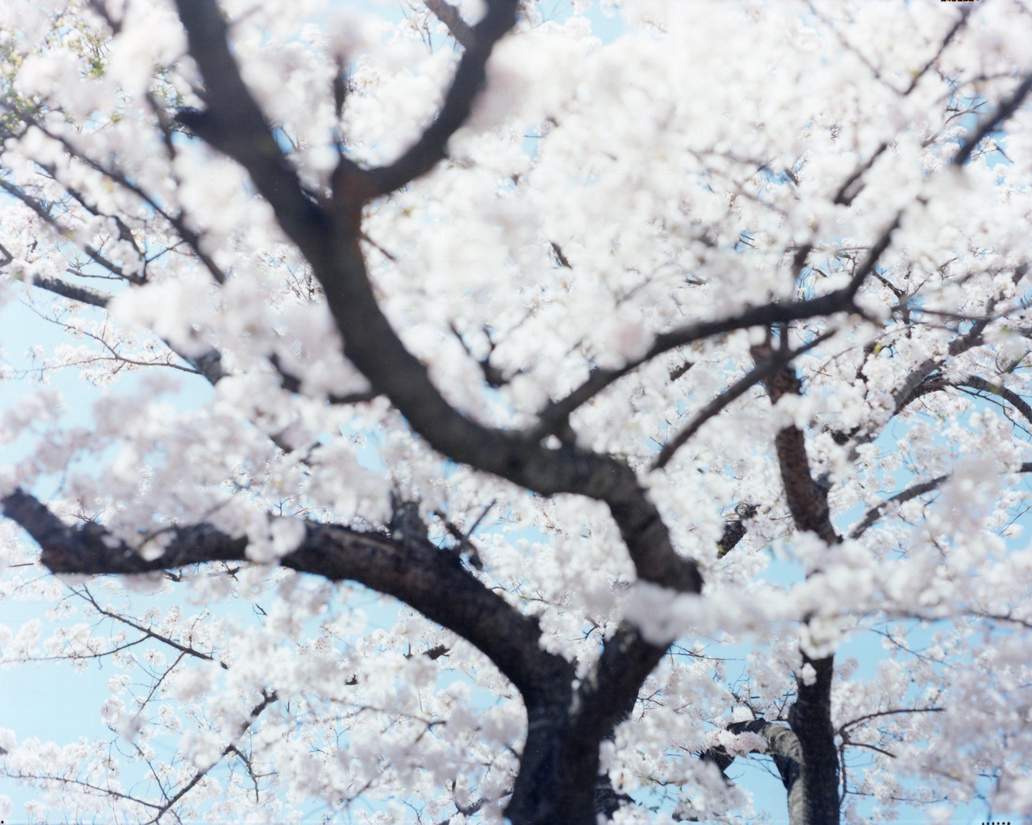 SAKURA 21, 4-585 – Risaku Suzuki, Nature, Spring, Cherry Blossom, Sakura, Japan