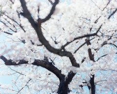 SAKURA 21, 4-585 - Risaku Suzuki, Nature, Printemps, Fleur de cerisier, Sakura, Japon