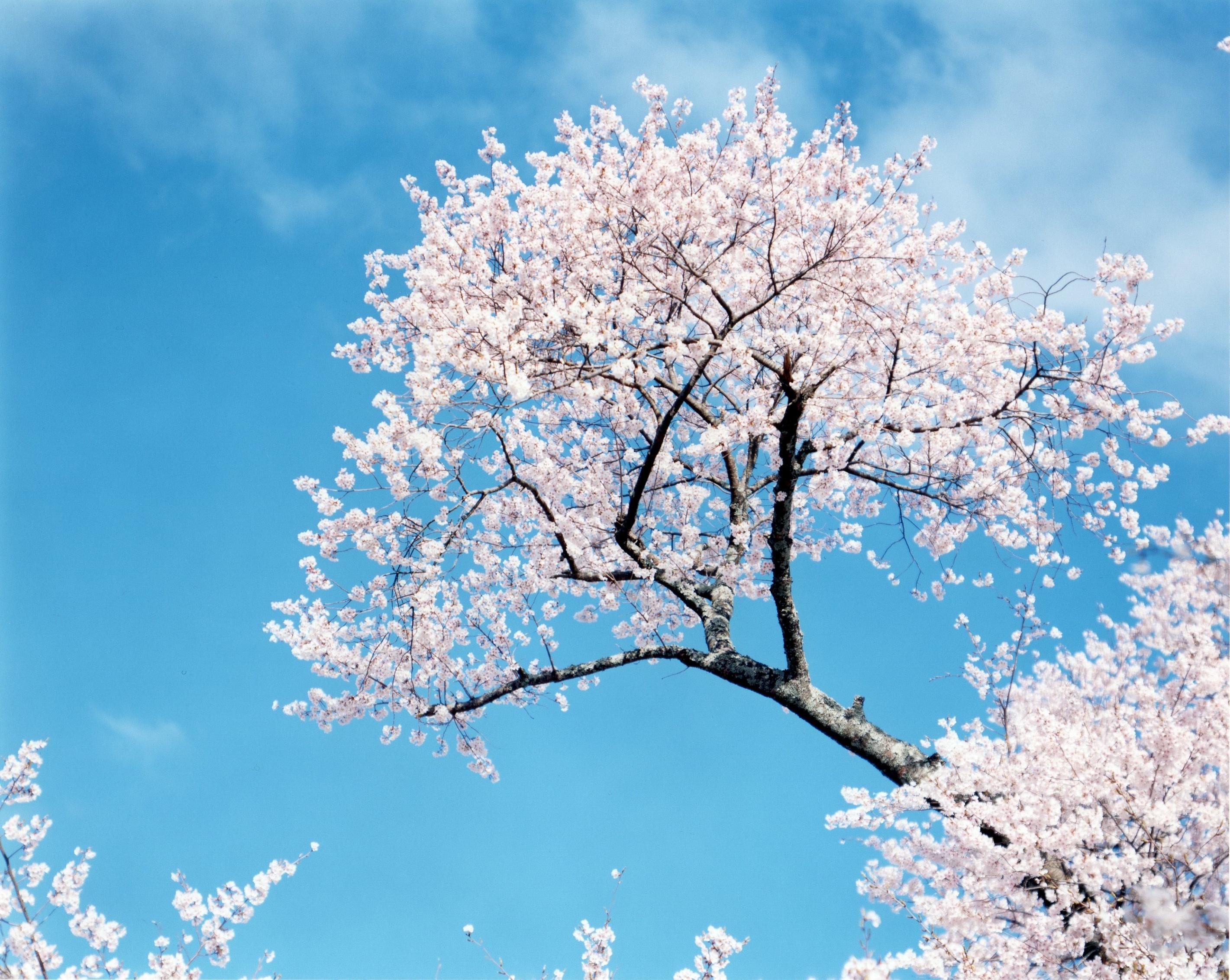 RISAKU SUZUKI (*1963, Japan)
SAKURA N-2
2002
Chromogenic print
Sheet 81,3 x 101,6 cm (32 x 40 in.)
Edition of 7; Ed. no. 2/7
Framed

The Sakura (Japanese term for ‘cherry blossoms’) Celebration commences in early spring and has inspired artists