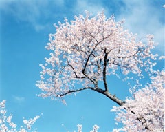 SAKURA N-2 – Risaku Suzuki, Nature, Tree, Sky, Spring, Cherry Blossom, Art