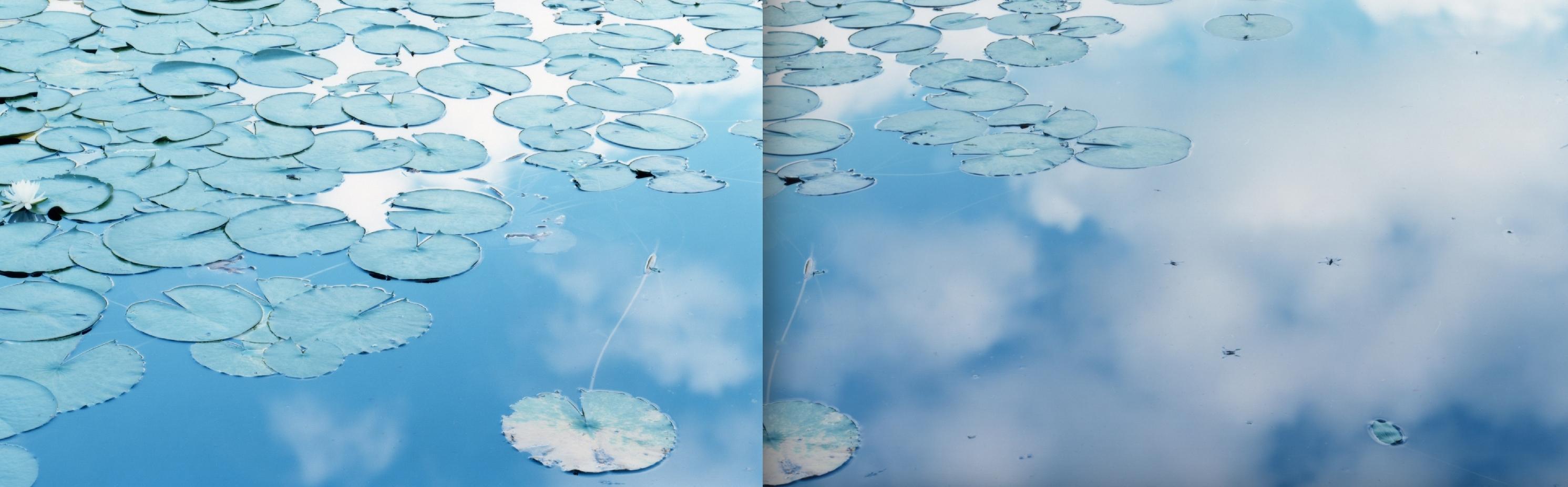 Wasserspiegel 14, WM-77, 79 (Diptychon) - Risaku Suzuki, Natur, Wasser, Lilien im Angebot 3
