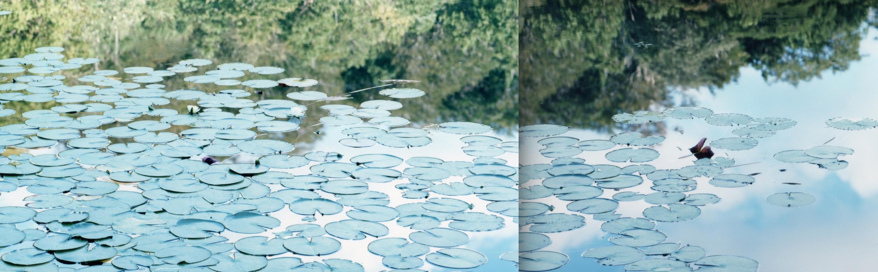 Water Mirror 14, WM-77, 79 (Diptych) – Risaku Suzuki, Nature, Water, Lillies For Sale 4