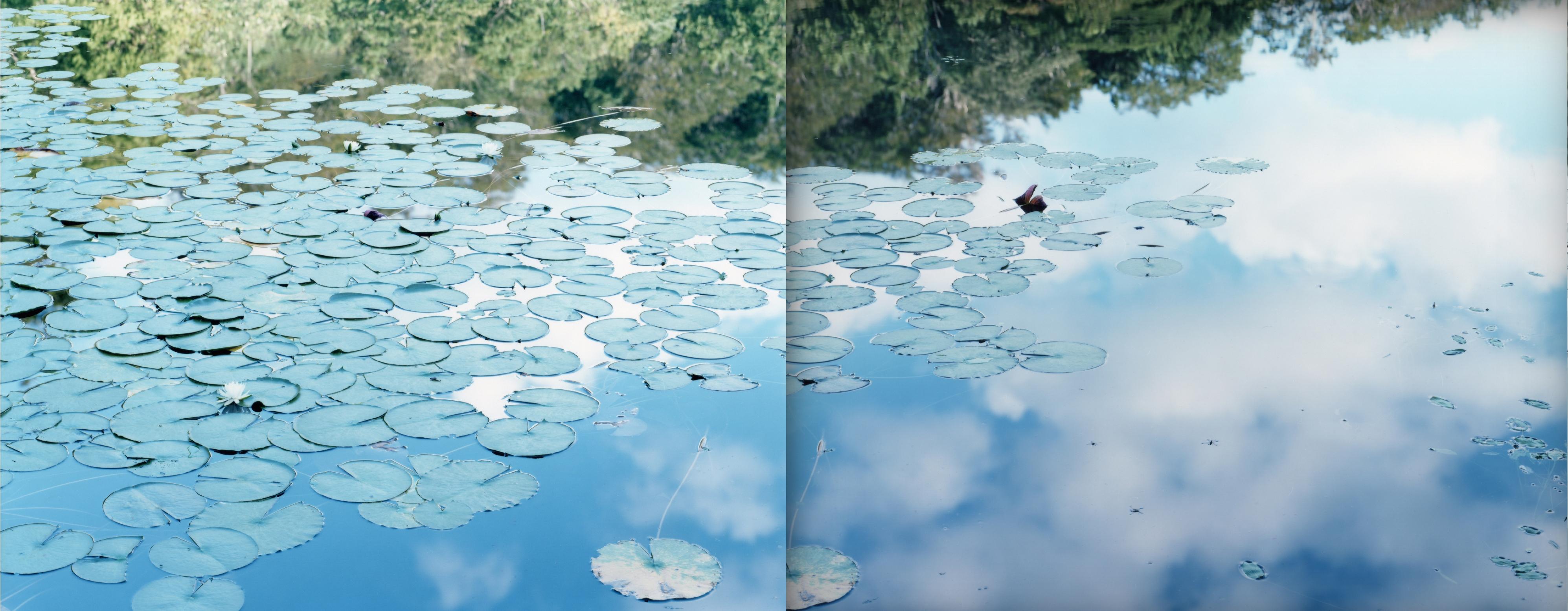 Wasserspiegel 14, WM-77, 79 (Diptychon) - Risaku Suzuki, Natur, Wasser, Lilien