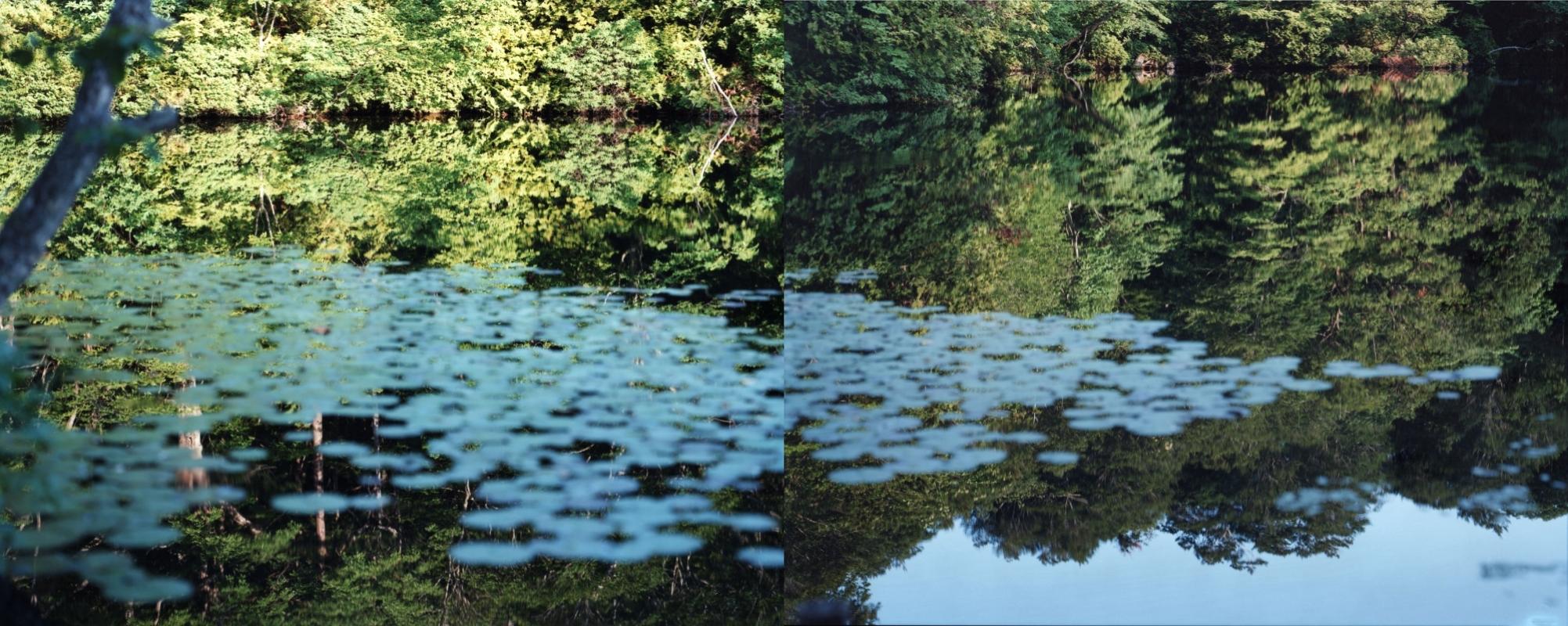 Water Mirror 15, WM-272, 270 (Diptych) – Risaku Suzuki, Nature, Water, Lillies