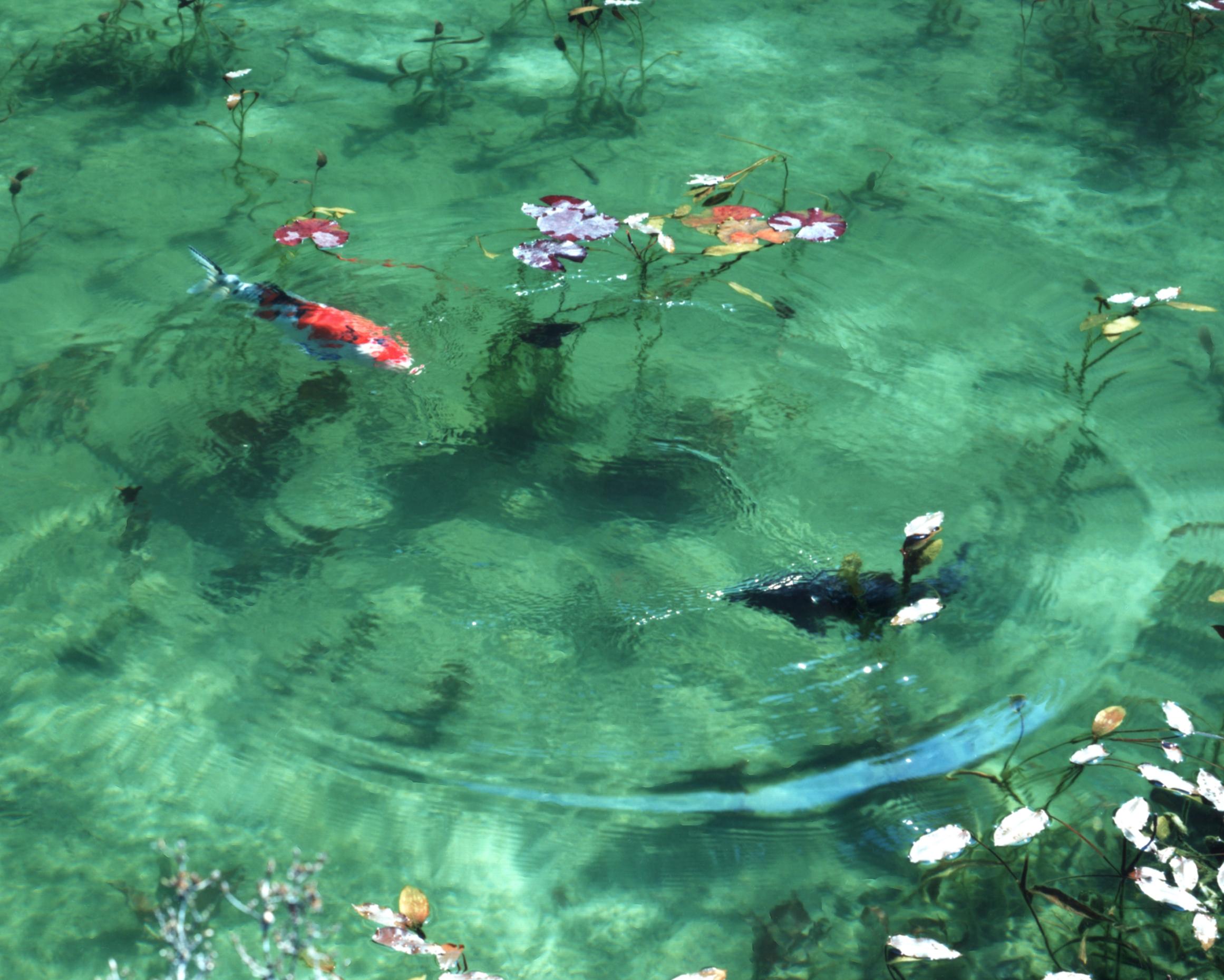 Water Mirror 17, WM-704 – Risaku Suzuki, Nature, Koi, Water, Mirror, Reflection 1