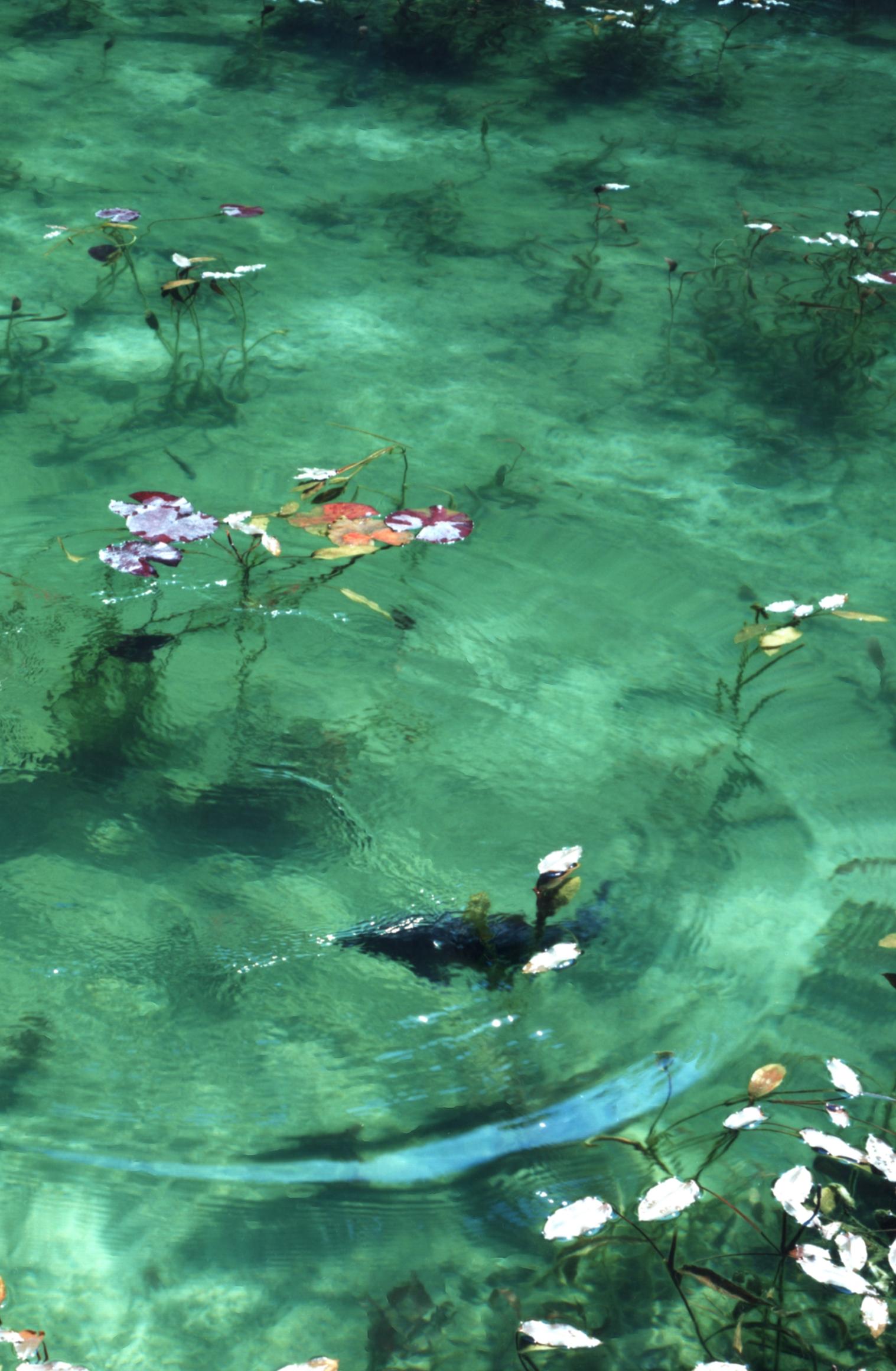 Water Mirror 17, WM-704 – Risaku Suzuki, Nature, Koi, Water, Mirror, Reflection 4