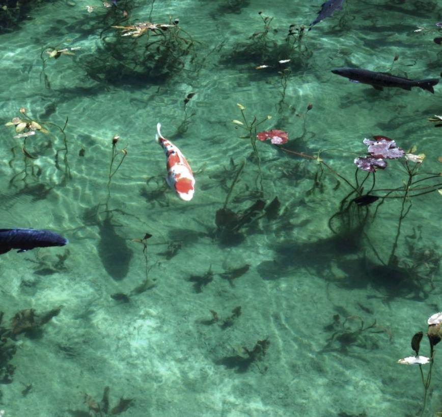 Water Mirror 17, WM-707 – Risaku Suzuki, Nature, Koi, Water, Mirror, Reflection For Sale 2