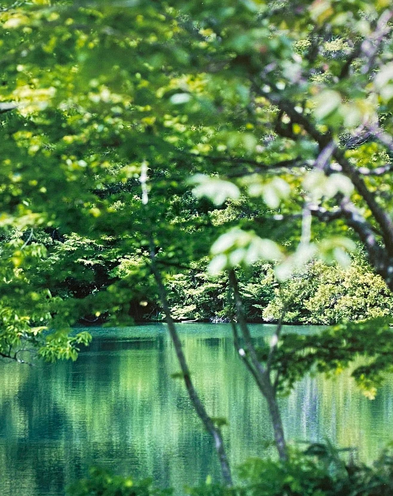 Water Mirror 17, WM-769 – Risaku Suzuki, Nature, Tree, Water, Reflection For Sale 1