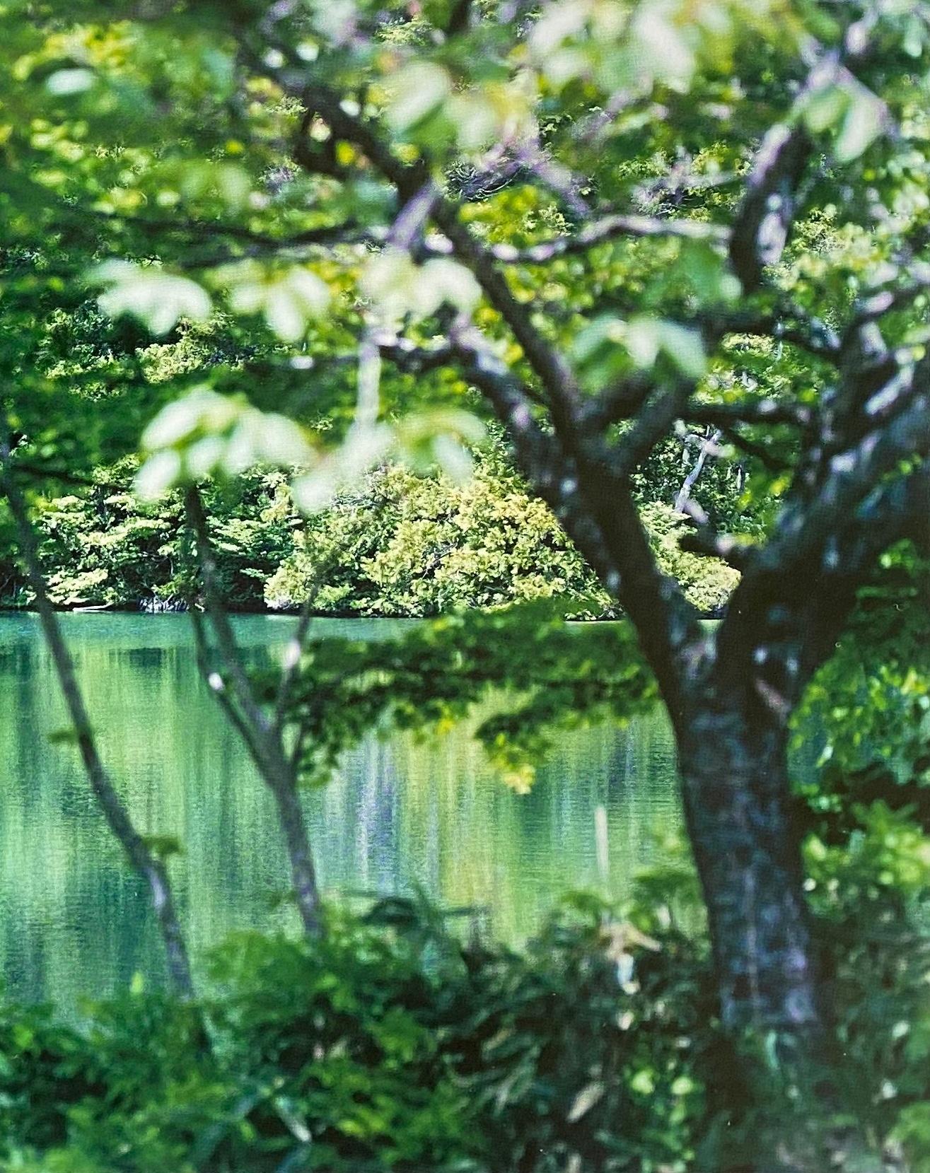 Water Mirror 17, WM-769 – Risaku Suzuki, Nature, Tree, Water, Reflection For Sale 2