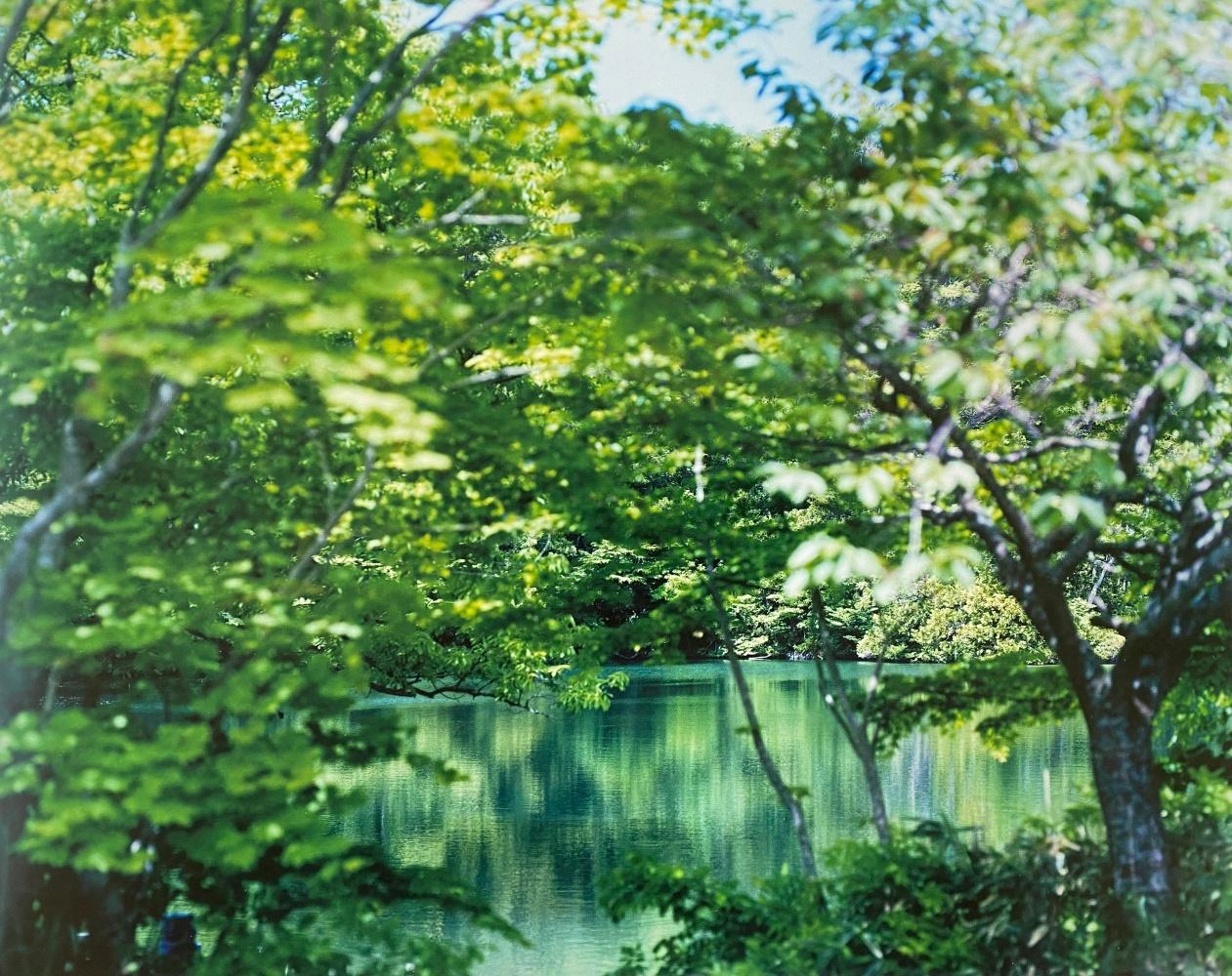 Wasserspiegel 17, WM-769 - Risaku Suzuki, Natur, Baum, Wasser, Reflexion