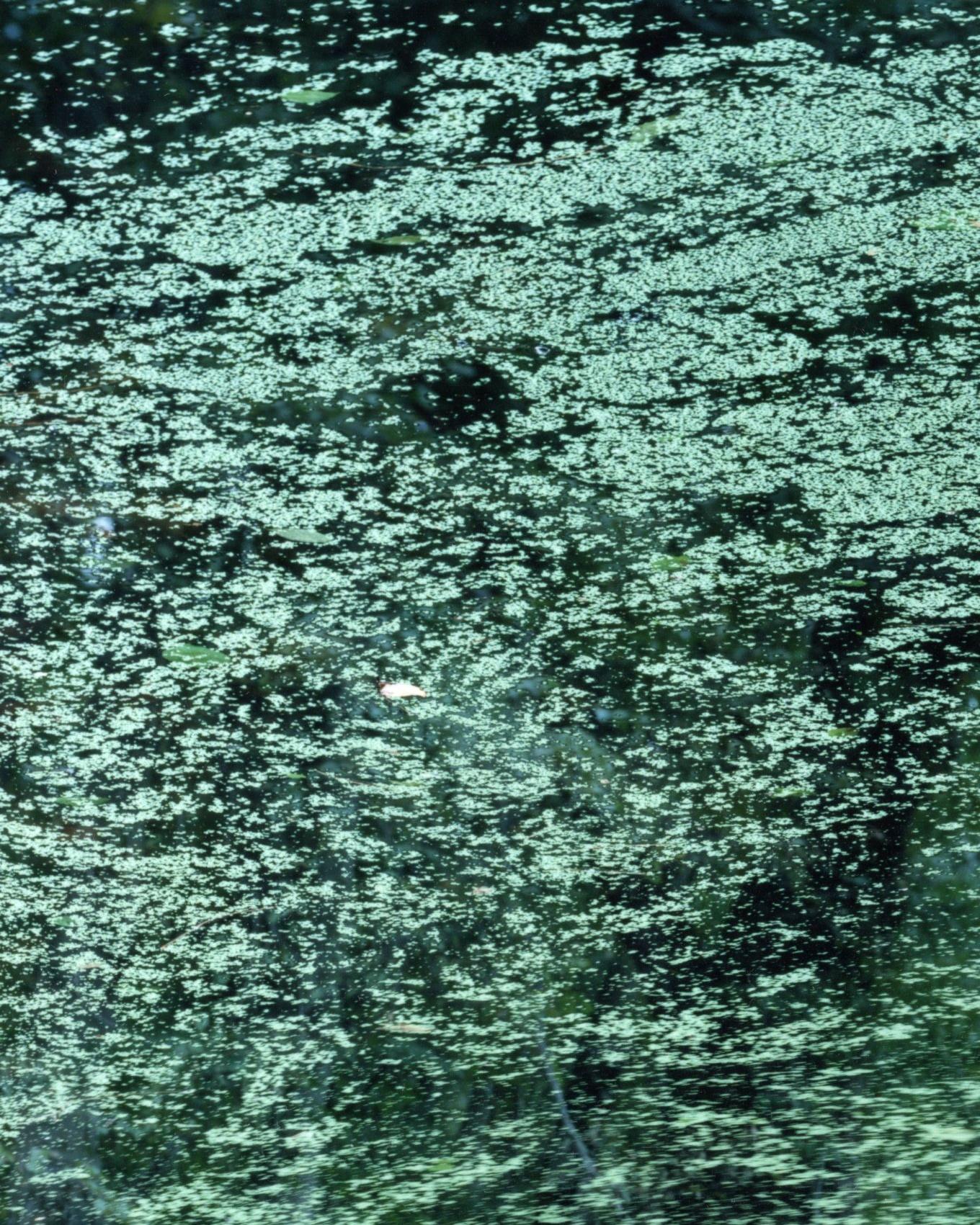 Wasserspiegel 21, WM-50 - Risaku Suzuki, Natur, Wasser, Japan, Baum im Angebot 1