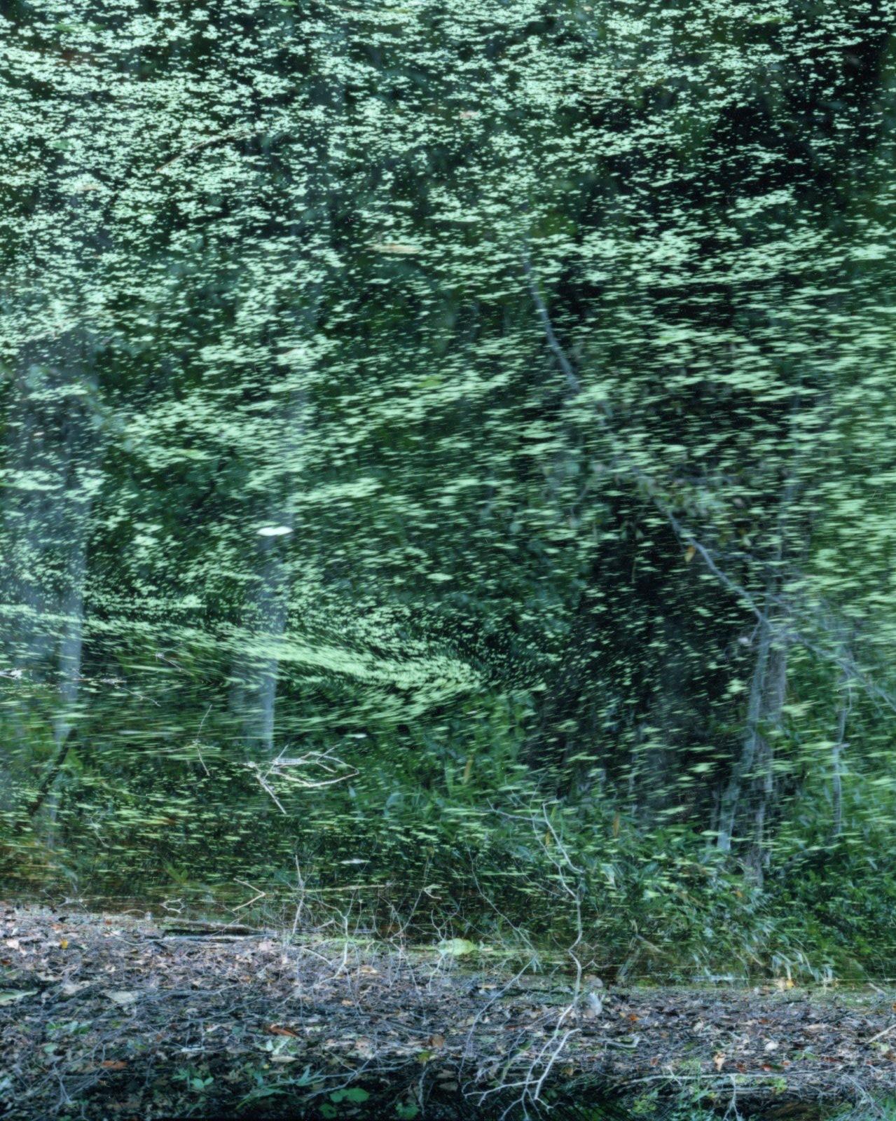 Wasserspiegel 21, WM-50 - Risaku Suzuki, Natur, Wasser, Japan, Baum im Angebot 2