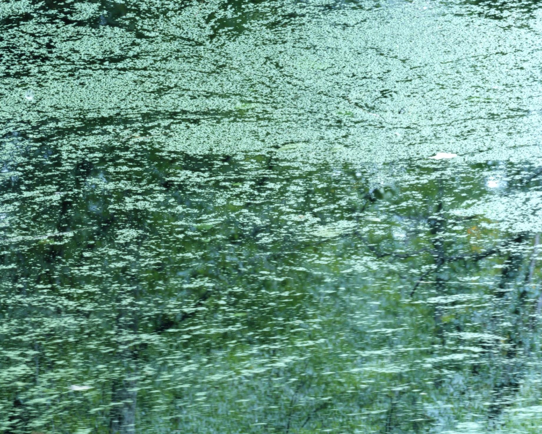 Wasserspiegel 21, WM-50 - Risaku Suzuki, Natur, Wasser, Japan, Baum im Angebot 3