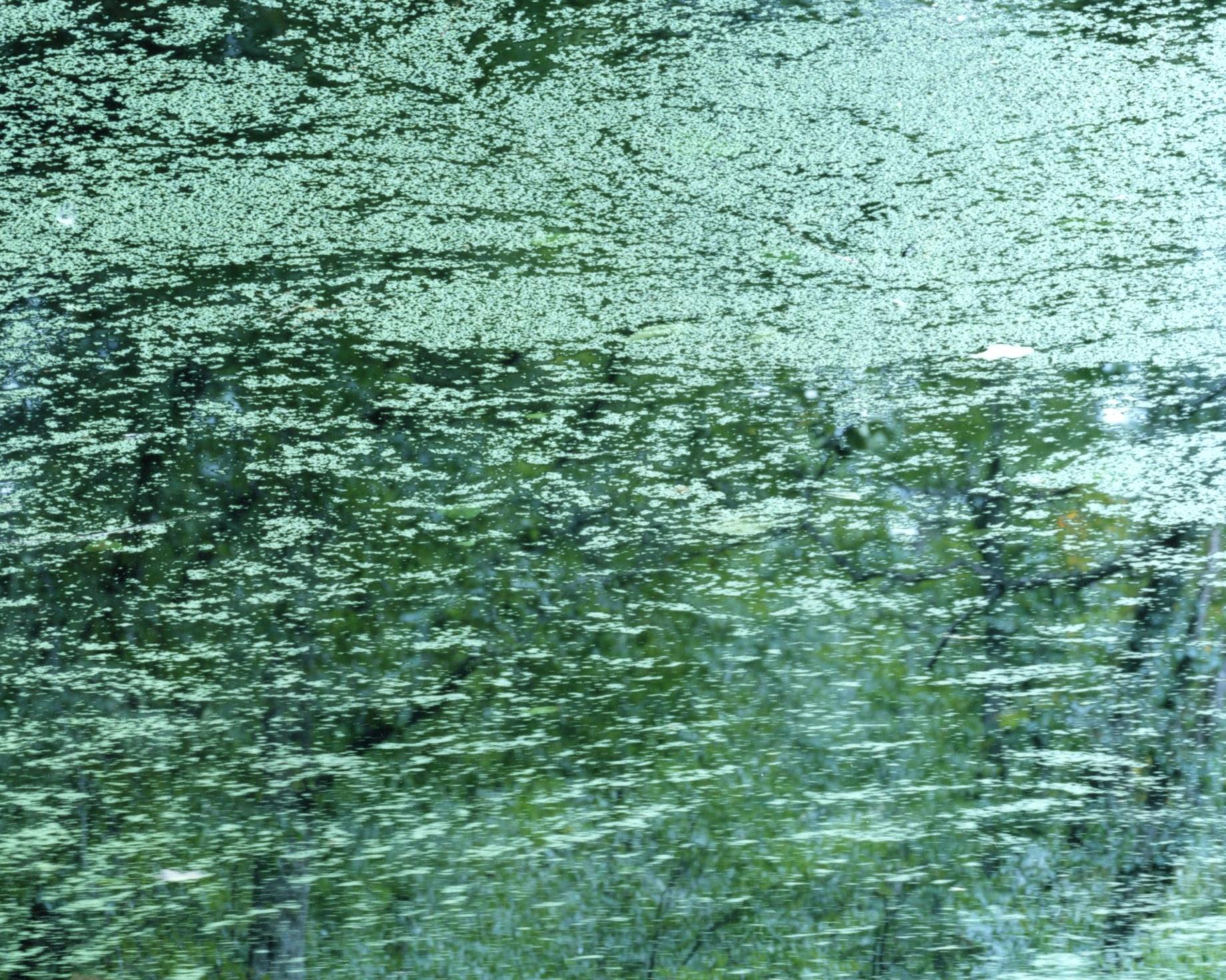 Water Mirror 21, WM-50 – Risaku Suzuki, Nature, Water, Japan, Tree For Sale 2