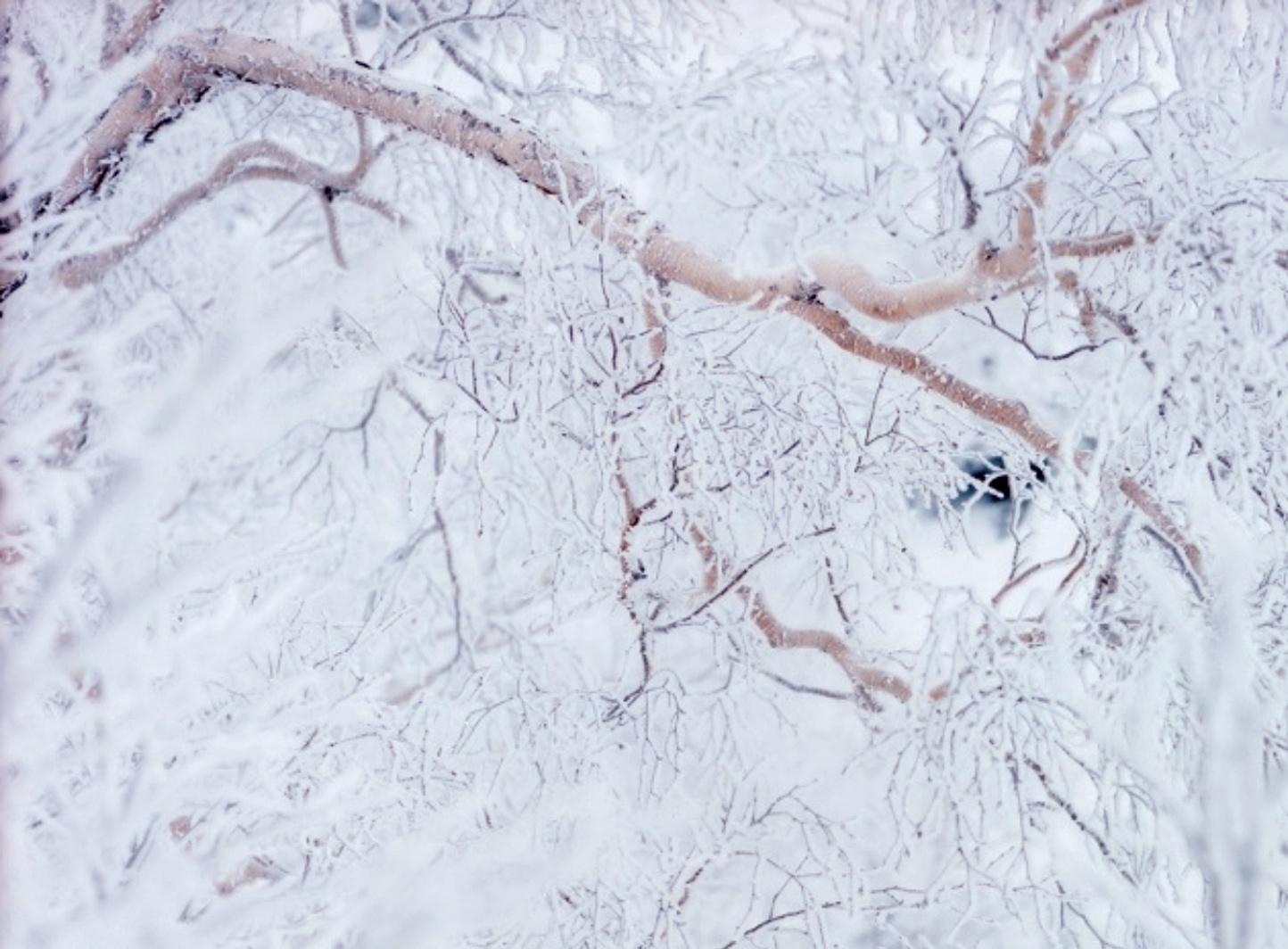 BLANCO 11, H-434 - Risaku Suzuki, Naturaleza, Nieve, Bosque, Blanco, Invierno, Japón, Arte en venta 1
